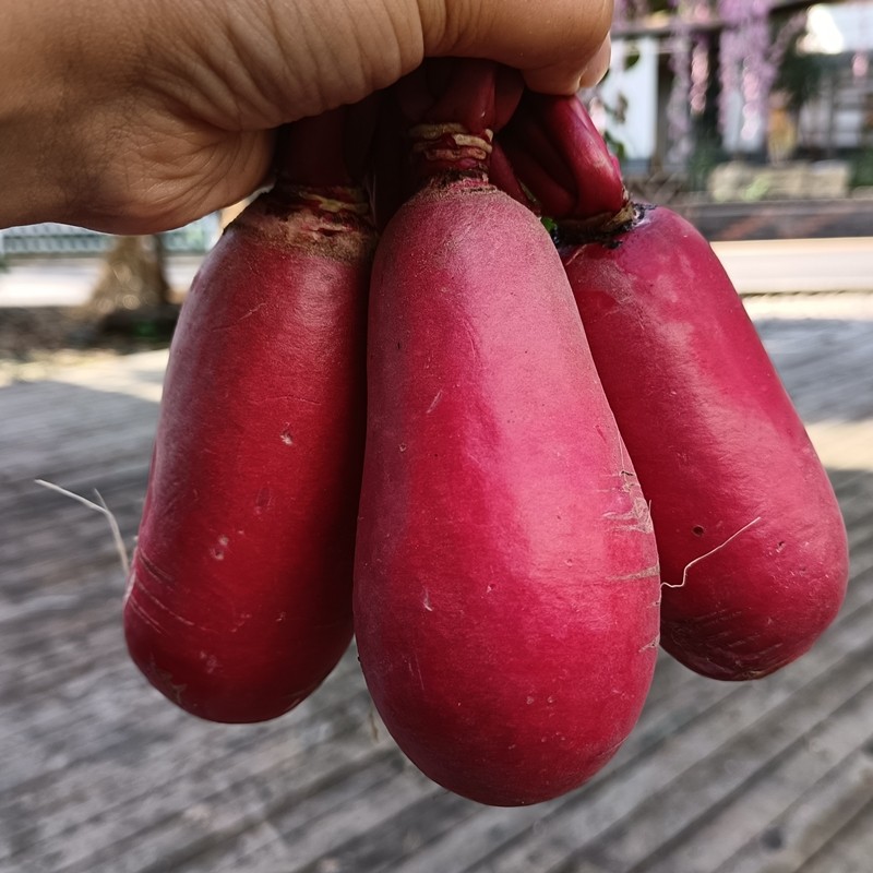 新鲜红皮萝卜白心胭脂红新鲜大红萝卜农家自种重庆高山泡菜酸萝卜