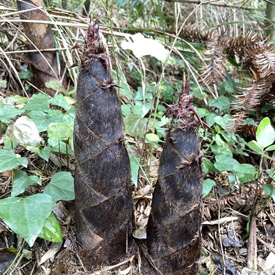 新鲜楠竹笋现挖野生黄泥带壳春笋