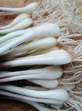 农家教头新鲜蔬菜现挖现发