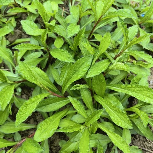 新鲜鱼秋串现摘泥鳅菜路边菊马兰头红梗菜带根夭脾草当季食用野菜