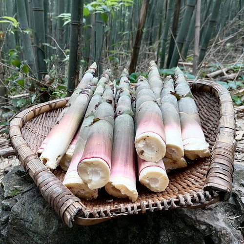 三月笋新鲜白竹笋现摘现发