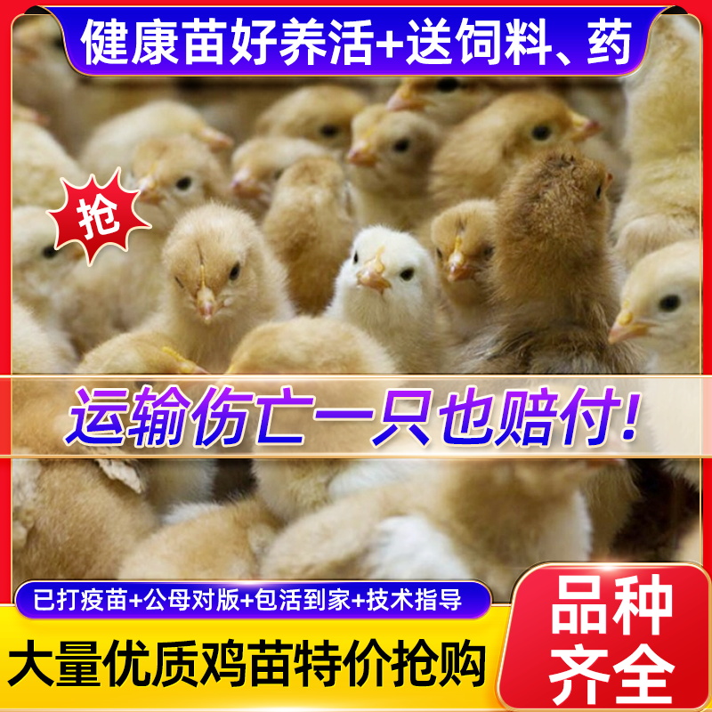 小鸡活苗五黑鸡活苗土鸡种蛋小鸡蛋鸡小鸡仔三黄鸡脱温鸡苗宠物