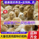 小鸡活苗五黑鸡活苗土鸡种蛋小鸡蛋鸡小鸡仔三黄鸡脱温鸡苗宠物