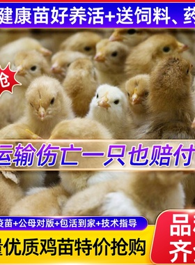 小鸡活苗五黑鸡活苗土鸡种蛋小鸡蛋鸡小鸡仔三黄鸡脱温鸡苗宠物