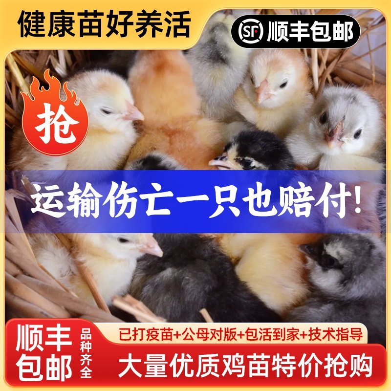 小鸡活苗土鸡苗三黄鸡小鸡仔纯种五黑鸡幼崽高产蛋母鸡活物鸡活鸡
