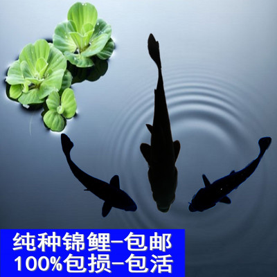 纯种日本黑色镇宅锦鲤金鱼