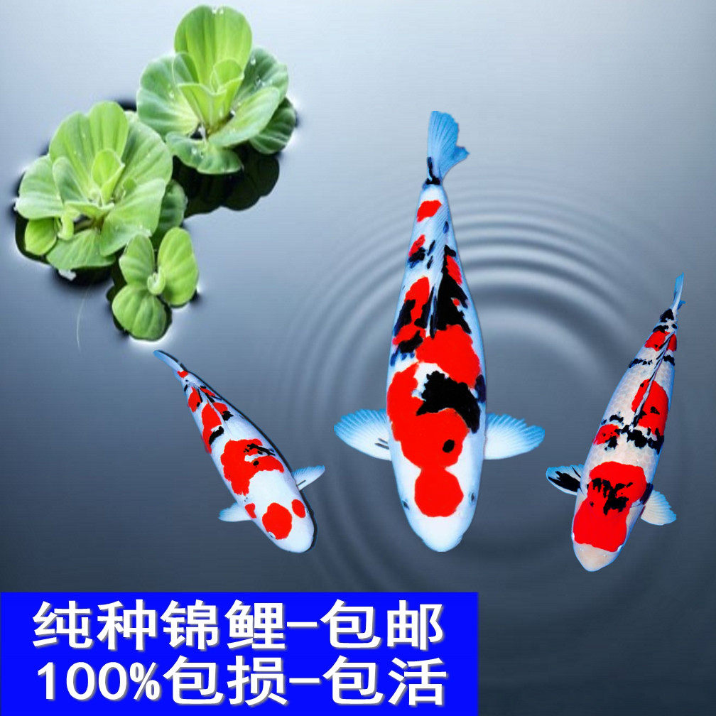 纯种日本三色锦鲤活体冷水鱼