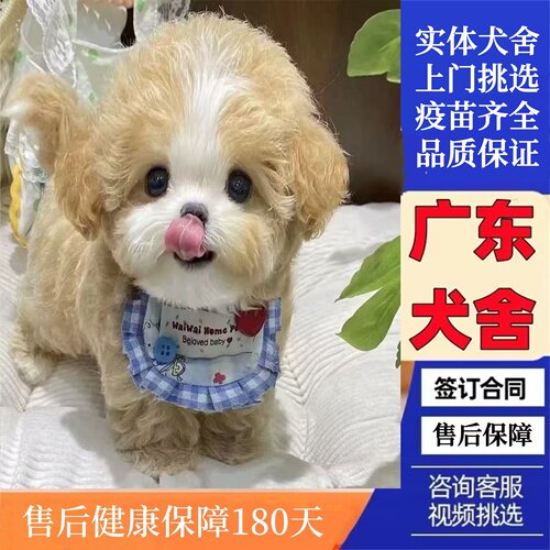 广州佛山犬舍纯种马尔泰幼犬泰迪熊小型犬家庭陪伴犬活体宠物狗