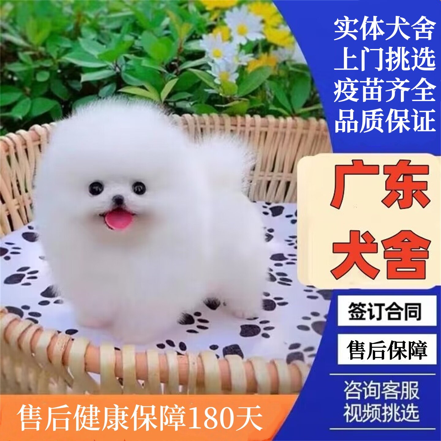 广州佛山犬舍纯种博美俊介茶杯犬小型犬幼犬家养小狗活体宠物狗