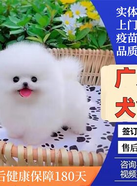 广州佛山犬舍纯种博美俊介茶杯犬小型犬幼犬家养小狗活体宠物狗