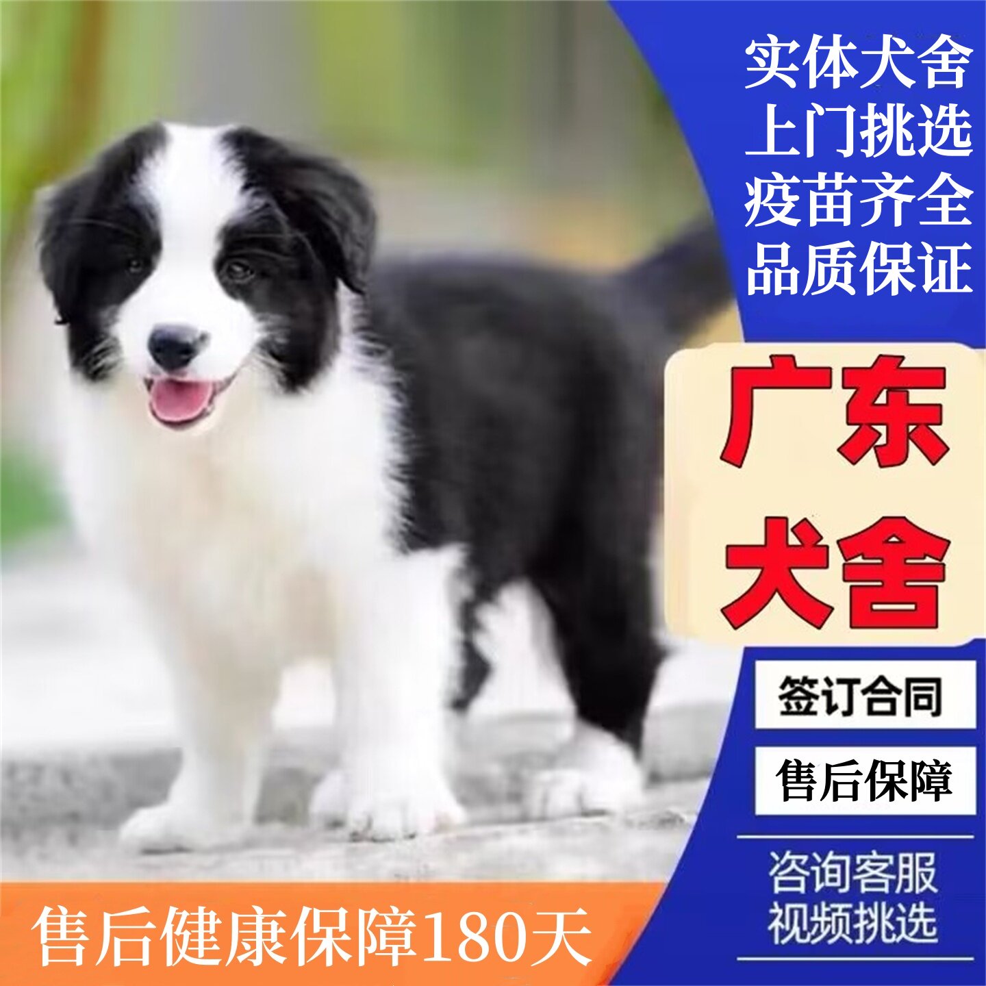 广州佛山犬舍纯种边境牧羊犬黑白狗狗