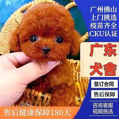 【广东犬舍】纯种泰迪幼犬香槟色小体泰迪熊灰色泰迪茶杯犬宠物狗