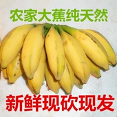 芭蕉新鲜5斤水果香蕉无公害大蕉香蕉粉蕉小米蕉banana非皇帝蕉