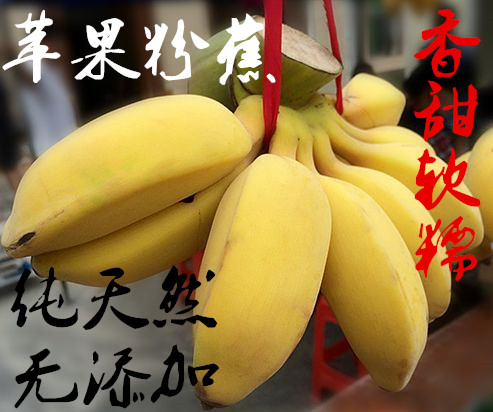 苹果粉蕉新鲜香蕉水果米蕉小芭蕉非海南皇帝蕉banana4.8斤包邮-封面