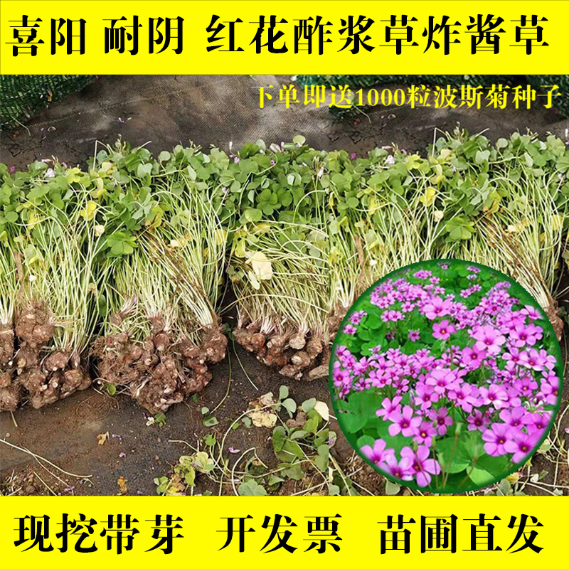 红花酢浆草种球多年生三叶草绿化