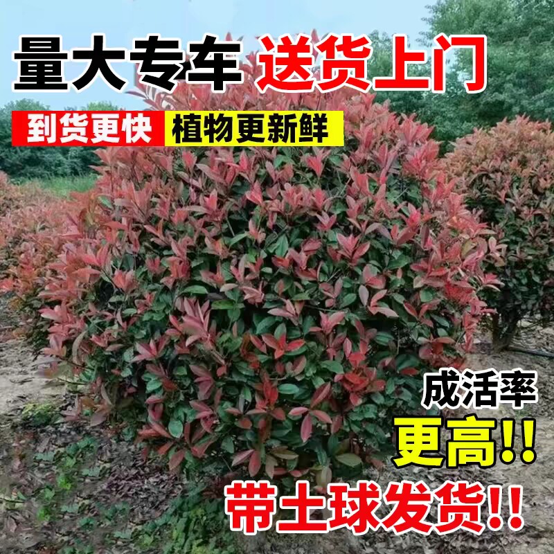 红叶石楠树苗树球型植物四季常青庭院绿化苗木盆栽红罗宾绿篱笆苗