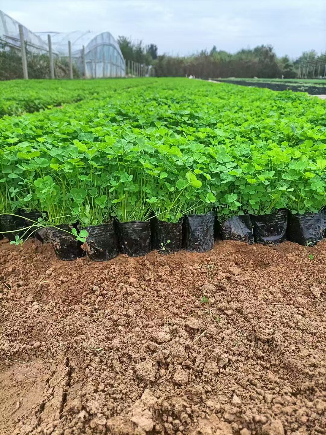 三叶草苗杯苗四季常青易活花室外阳台盆栽庭院绿化耐寒花卉植物