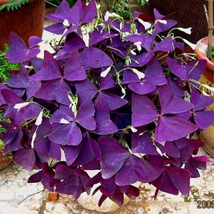 紫叶酢浆草红花酢浆草三叶草庭院绿植多季花卉多年生草本炸酱草