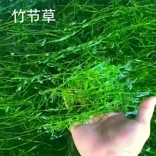 印度小竹节水草包邮阴性草造景孔雀繁殖草蜈蚣草绿菊九冠后景水草