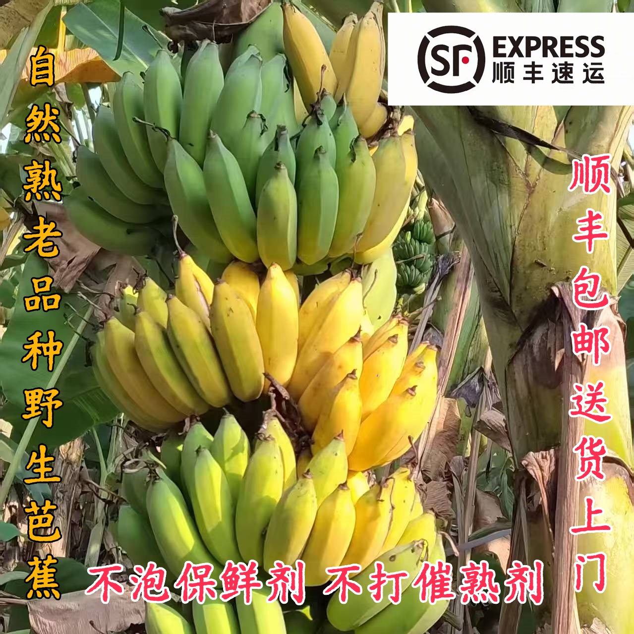 不打药自然熟新鲜现采云南野芭蕉