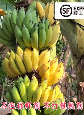 新鲜采云南野生芭蕉老品种丑蕉自然熟不打药芭蕉 顺丰速递