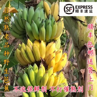 新鲜采云南野生芭蕉老品种丑蕉自然熟不打药芭蕉 顺丰速递