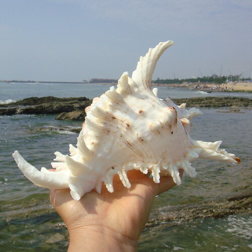 天然贝壳装饰造景居家橱窗麒麟螺