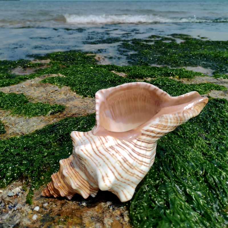 赤旋螺天然贝壳海螺壳超大摆件鱼缸造景水族创意礼品聆听海的声音