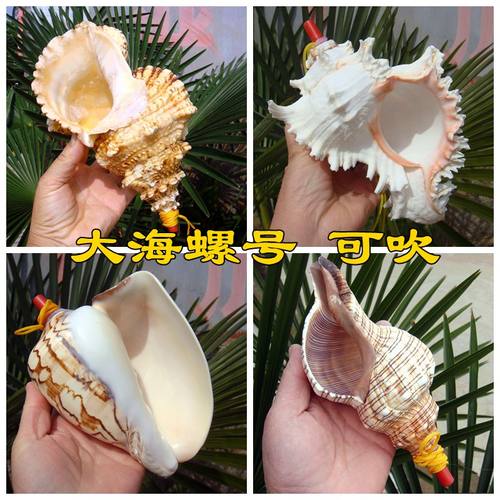 天然海螺贝壳号角可吹把玩工艺品