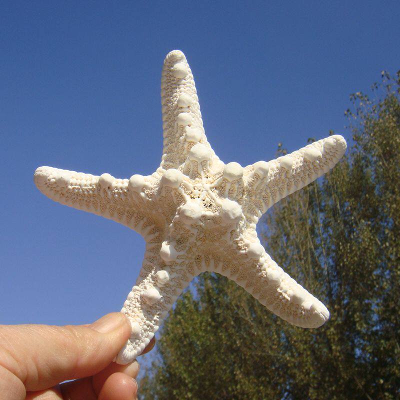天然海星大霸王彩色海星海边小礼物家居地台贴墙装饰品地中海摆件