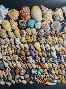 天然海螺贝壳海星鱼缸造景寄居蟹换壳漂流瓶材料家居装饰摆件礼物