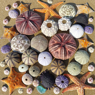 天然海胆相册相框小夜灯罩标本收藏居家装饰空气凤梨底座手工diy