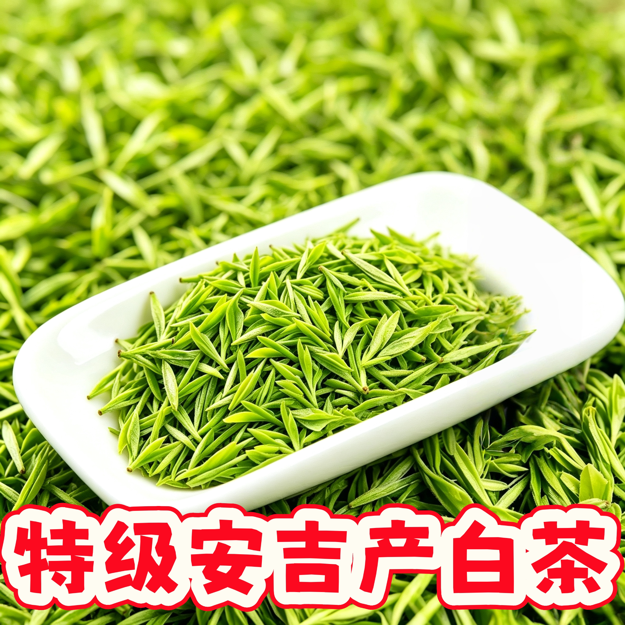 宗安吉产白茶明前特级嫩芽