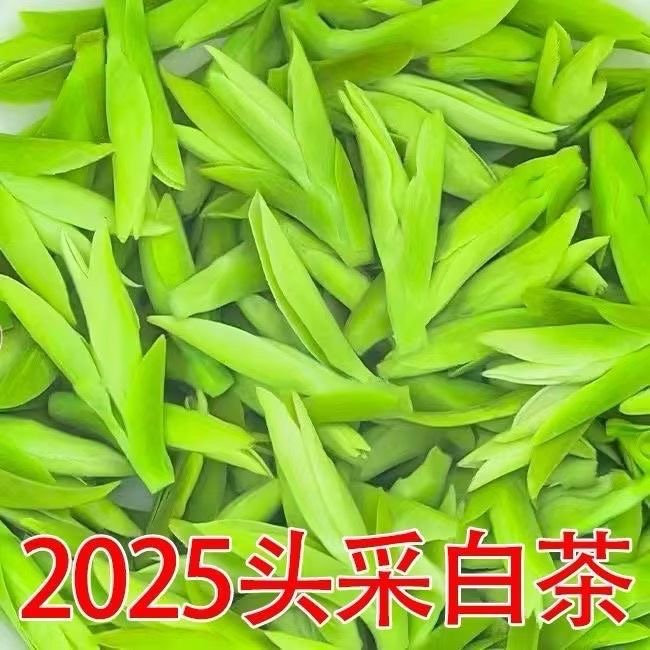 安吉产白茶，好喝不贵