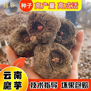 云南高山魔芋种一代二代种子杂交花魔芋种出芽率高脱水消毒包邮