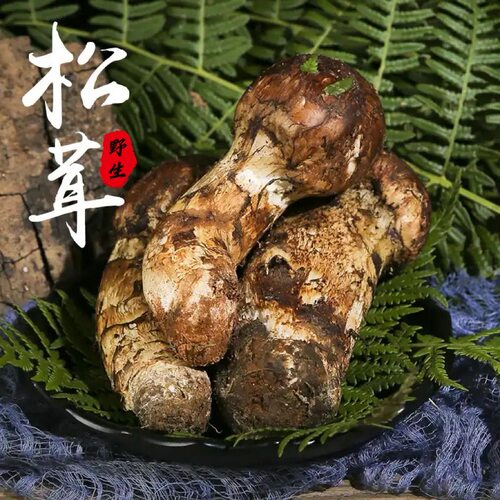 菌菇云南高原现挖新鲜野生松茸