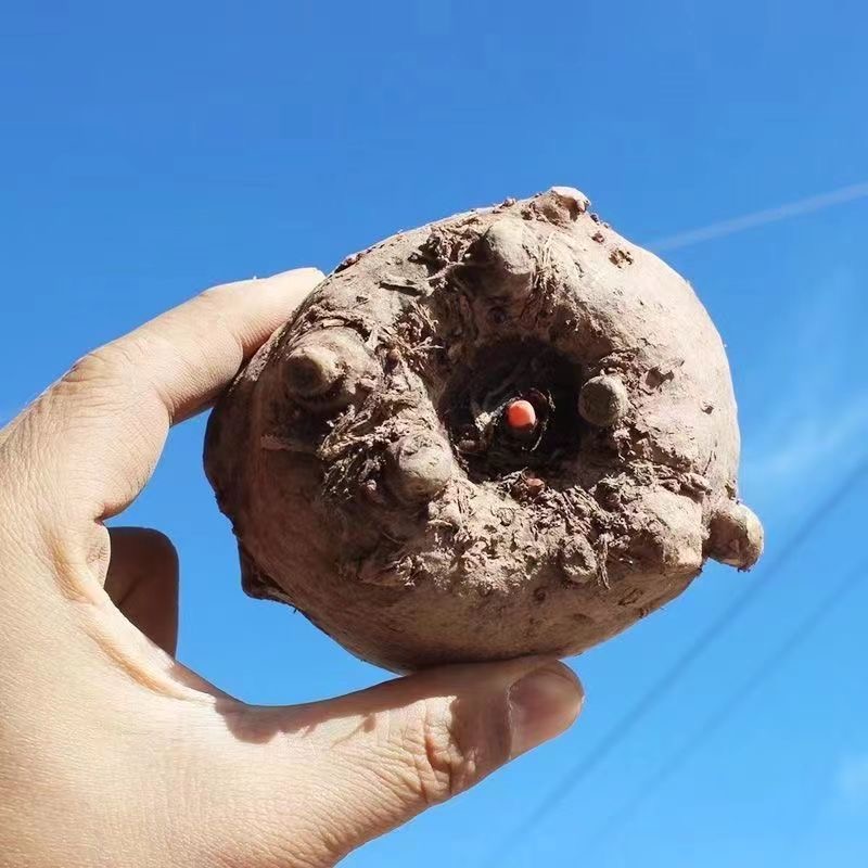 云南高山魔芋种一代二代种子杂交花魔芋种出芽率高脱水消毒包邮