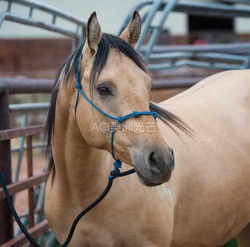 美国Weaver Silvertip四点笼头高强度材质马屁调训用