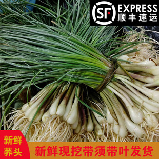 顺丰包邮新鲜荞头现挖带须带叶藠头教头农家时令蔬菜茭头薤白叫头