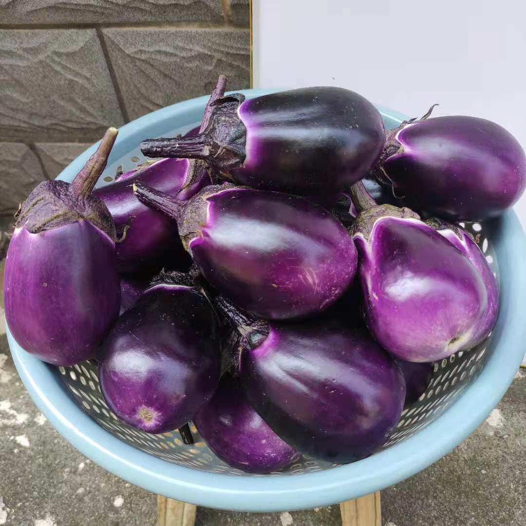 湖南老品种圆茄子农家露天种新鲜现摘紫茄子软糯土短茄子时令蔬菜
