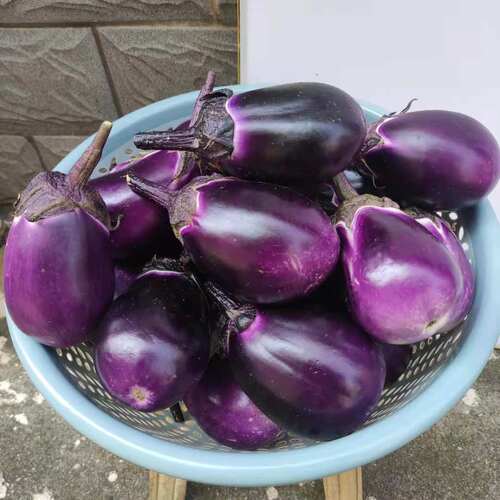 湖南老品种圆茄子露天种新鲜现摘