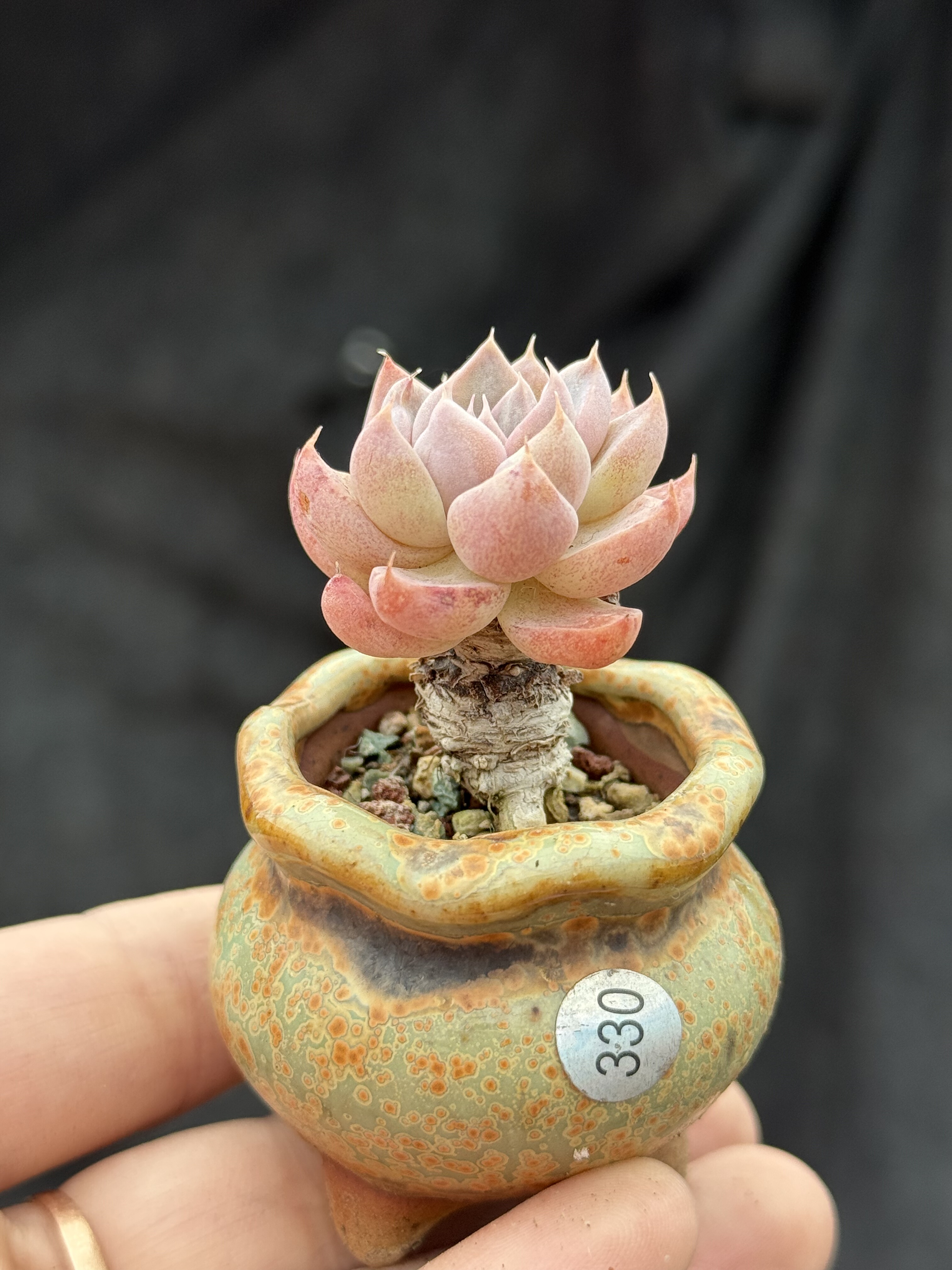 带陶瓷盆栽好 罗斯比多肉果冻粉黄色控养木质小老桩一物一拍