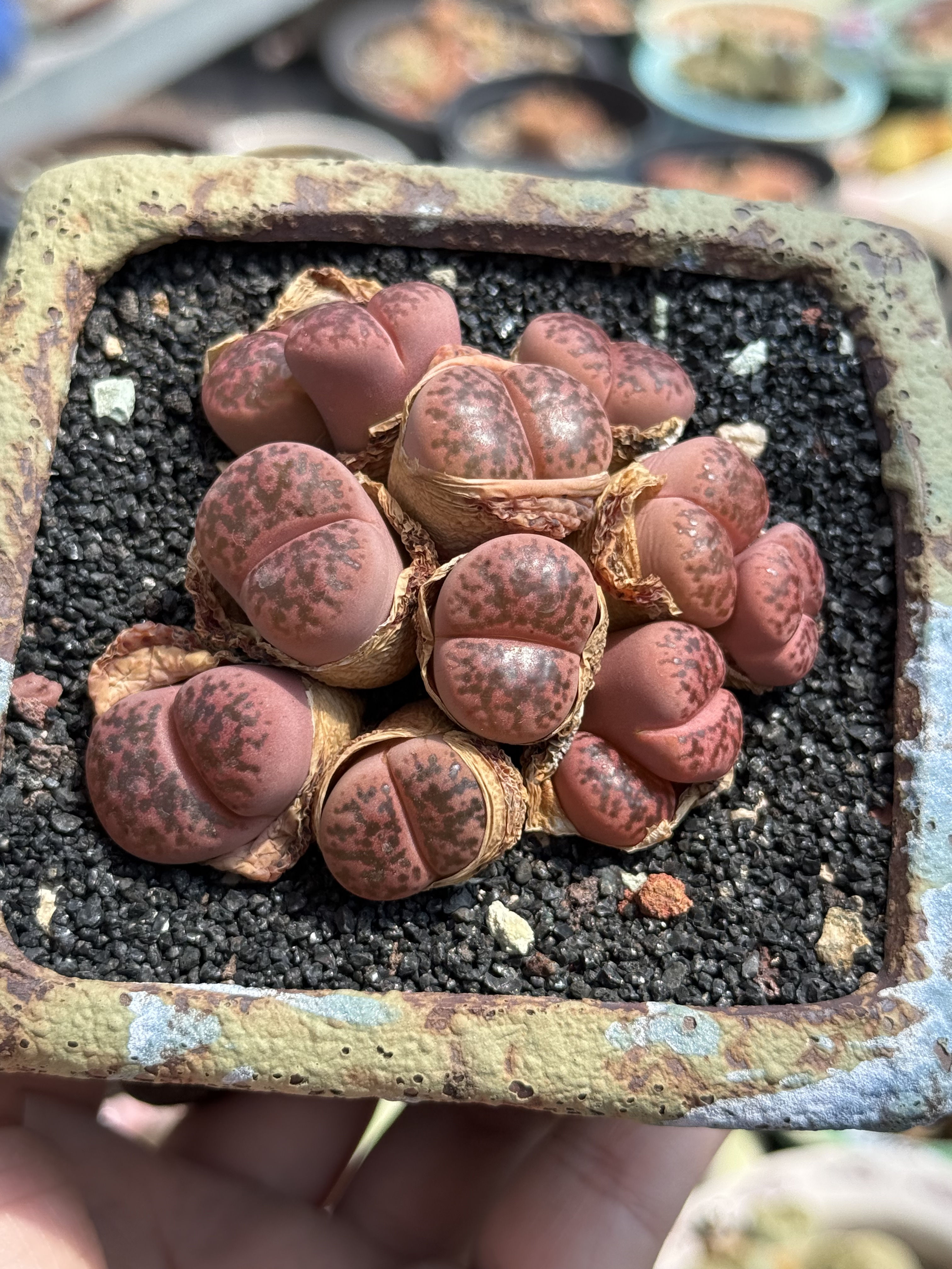 含盆 生石花石生花屁屁花大群生多肉植物