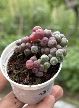 紫葡萄紫色泡泡紫弦月QQ葡萄圆滚滚多肉植物一物一拍