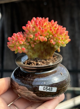 含盆 青松缀化多肉植物老桩红色多肉一物一拍