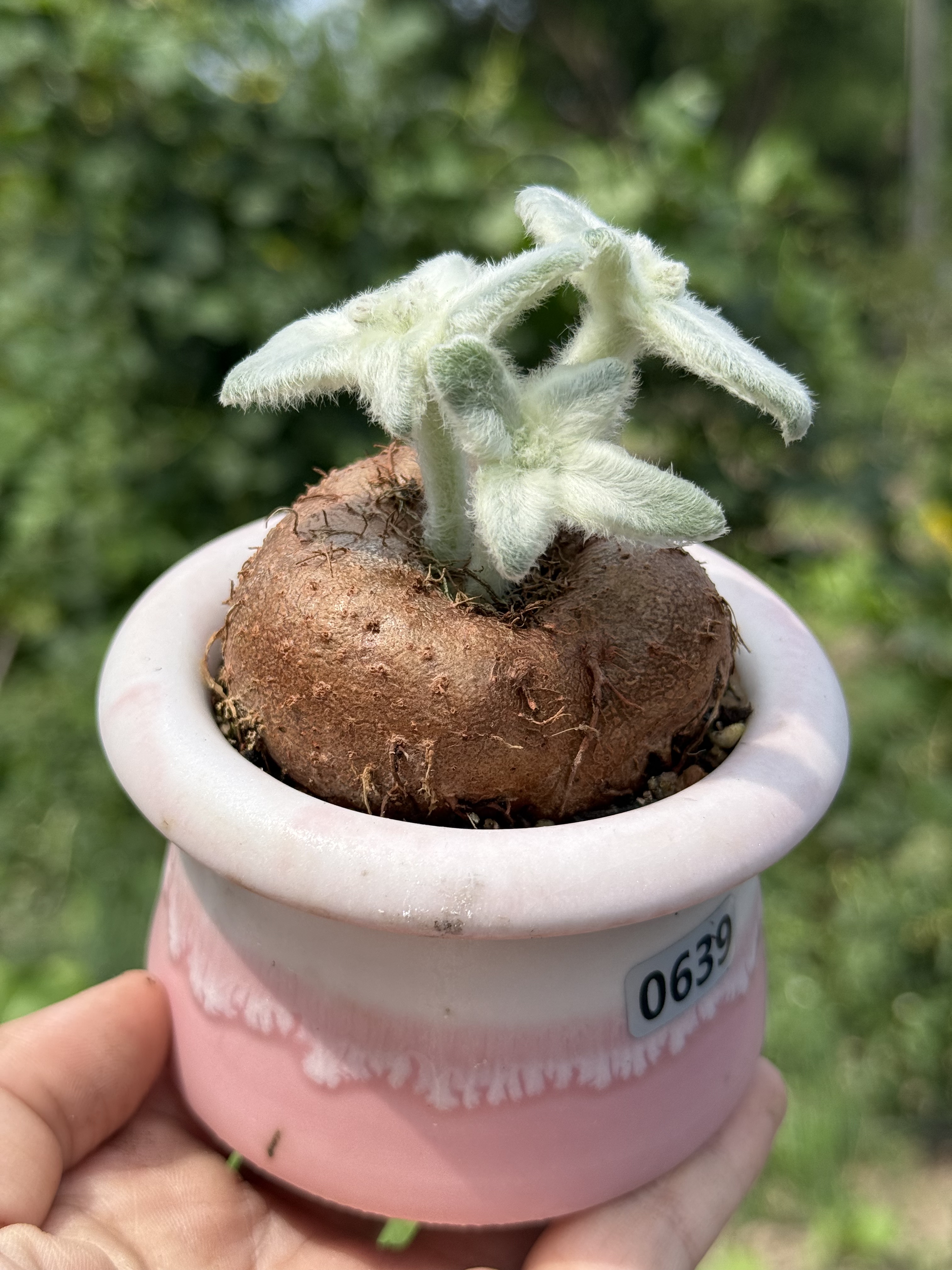含盆 断崖女王大块根毛绒绒多肉植物老桩开红花一物一拍