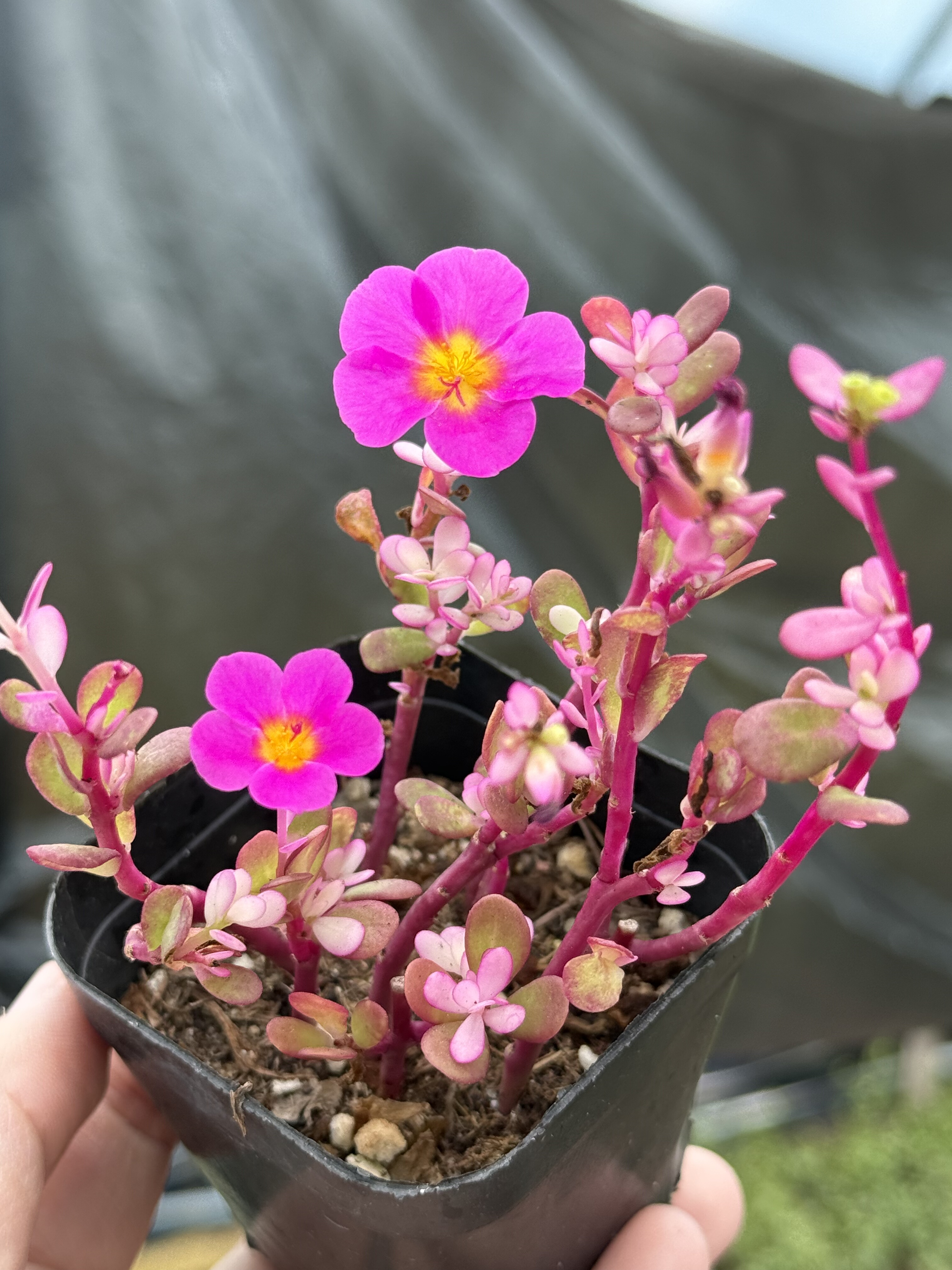 太阳花锦盆栽耐热耐晒耐干旱多肉植物花卉阳台花园可地栽一物一拍