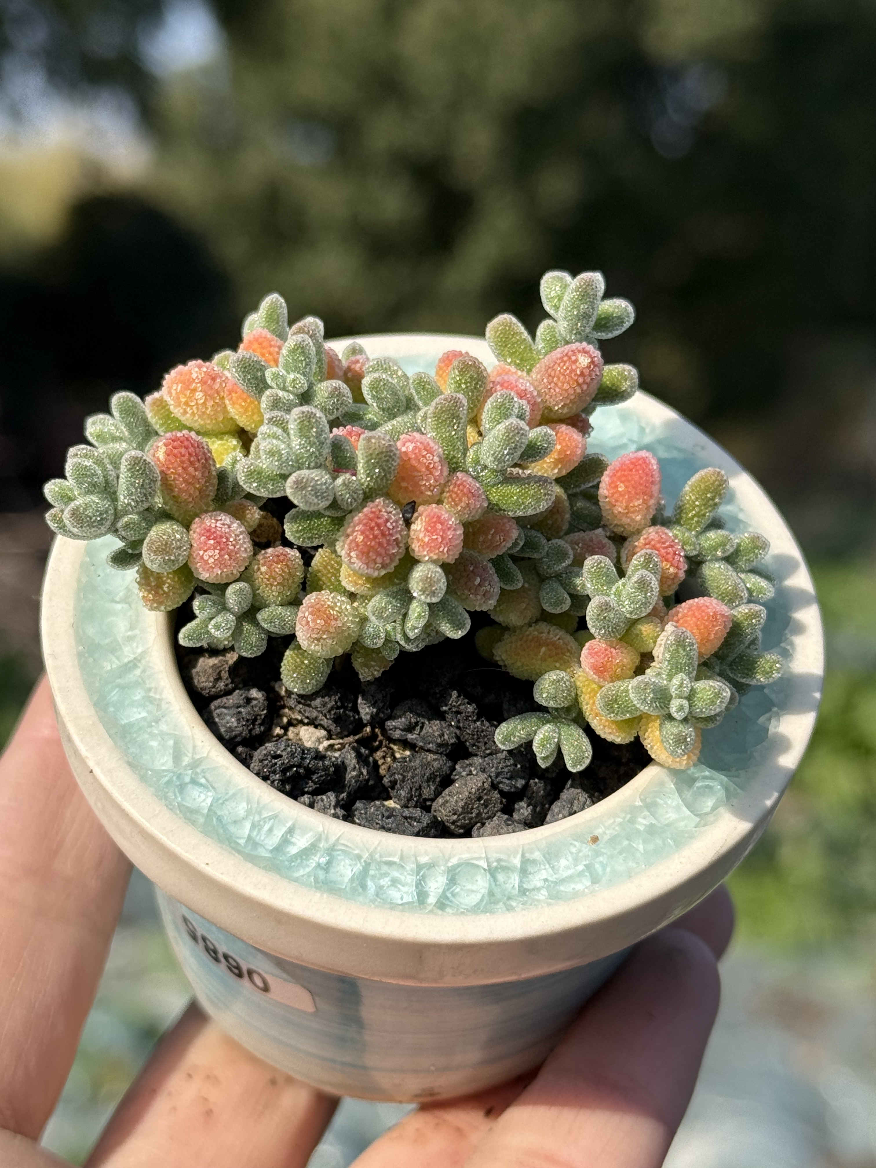 含盆 处理实生粉冰晶枝干番杏多肉植物拇指小老桩小树形一物一拍