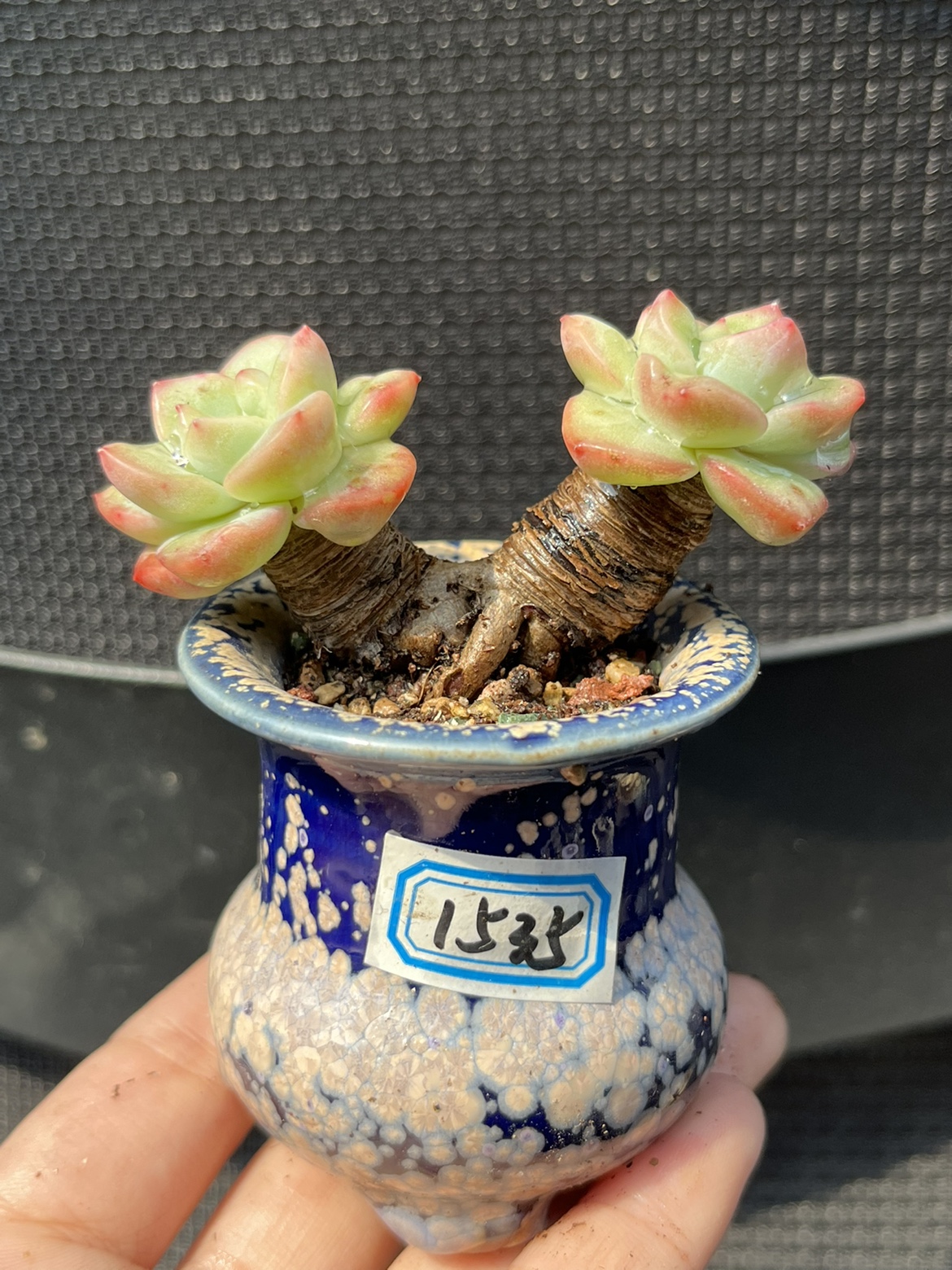 带盆栽好，奶油泡芙多肉植物精控拇指小老桩  带盆栽好  一物一拍