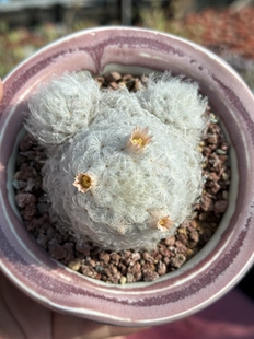 白星手捧花群生米奇仙人球会开小粉花多肉植物 一物一拍